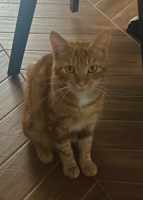 chatte lost   56000 Vannes Ysia