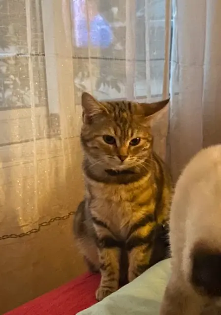 chatte lost   56380 Guer Yuka
