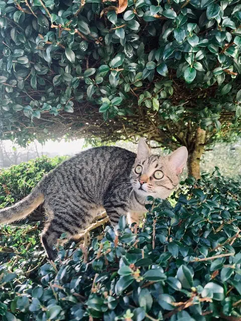 chatte lost   56150 Baud Yuna