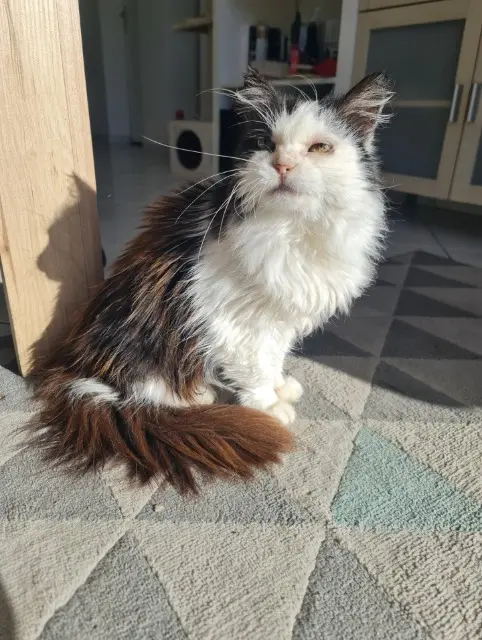 chatte lost   56250 Monterblanc Yuumi