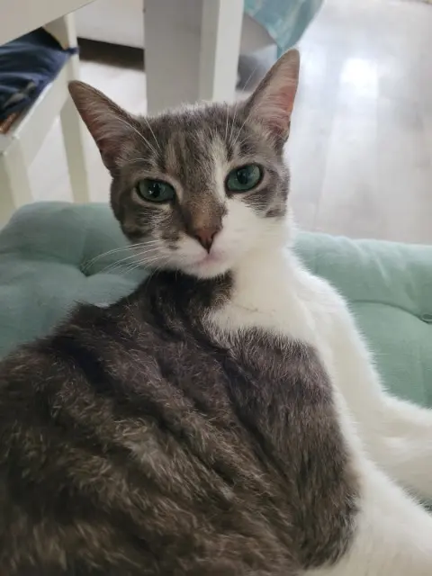 chatte lost   56350 Saint-Jean-la-Poterie Zaho