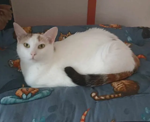 chatte lost   56370 Sarzeau ZIVA