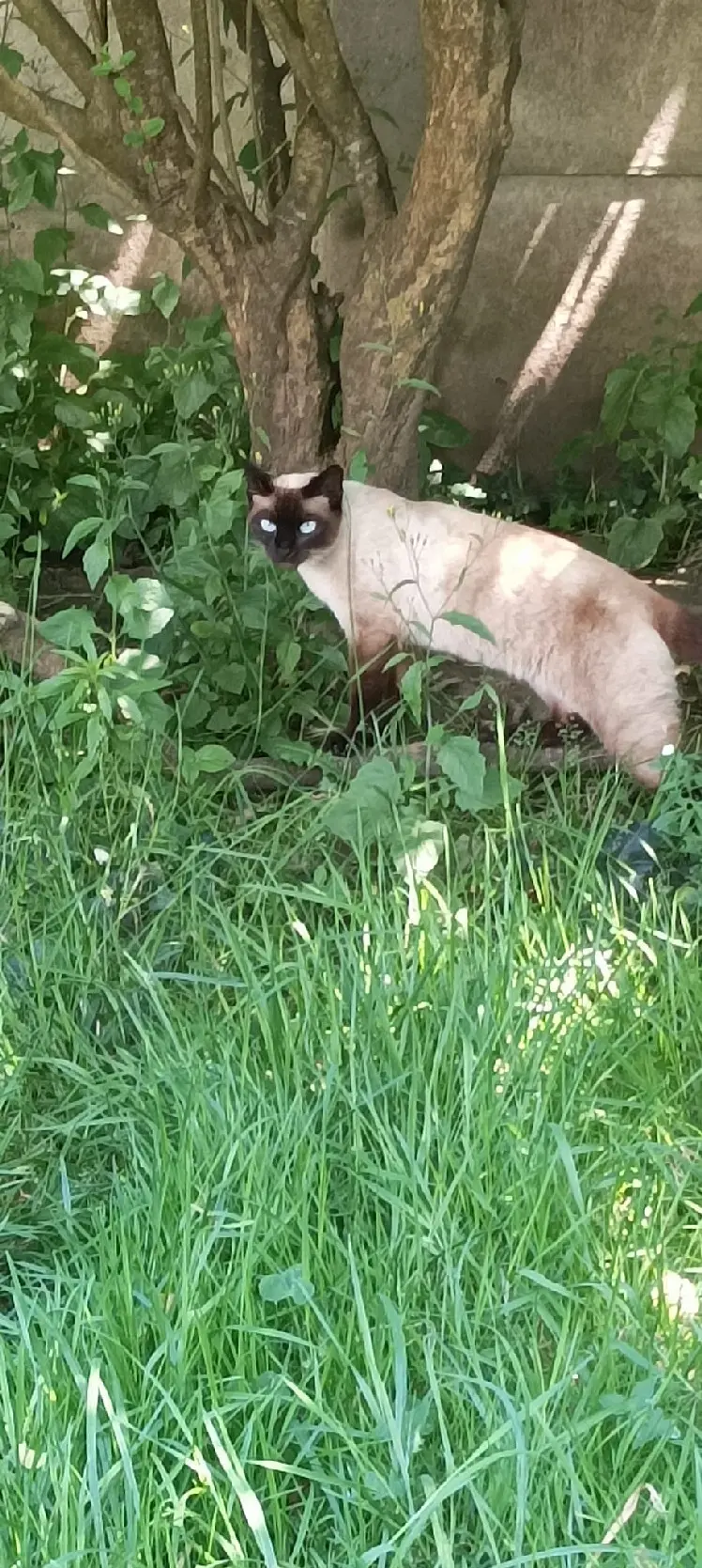 Chatte Perdue 56 Morbihan Chatte Perdue 56 Morbihan