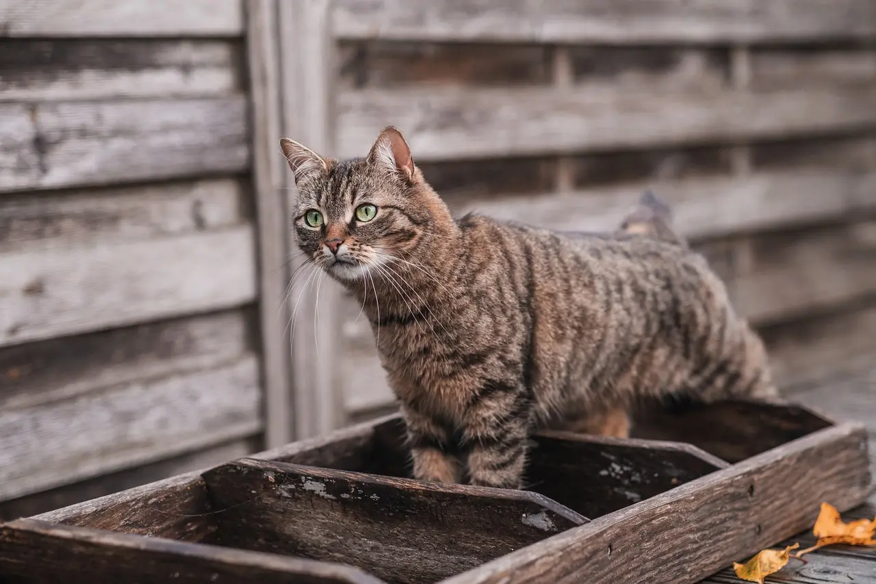 Chatte Perdue 57 Mosel - Rosi Chatte Perdue 57 Mosel - Rosi