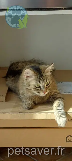 chatte lost   57500 Saint-Avold Attila