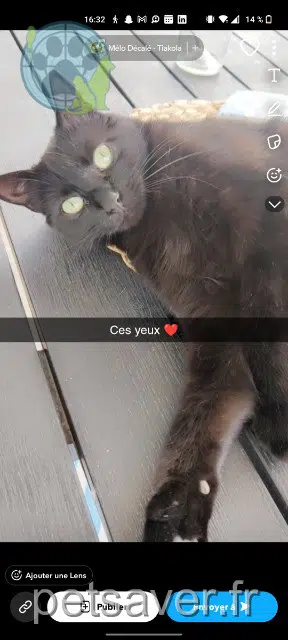 chatte lost 57365 Ennery Bagheera