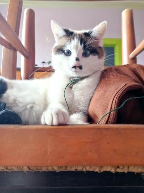 chatte lost   57320 Ébersviller Bella