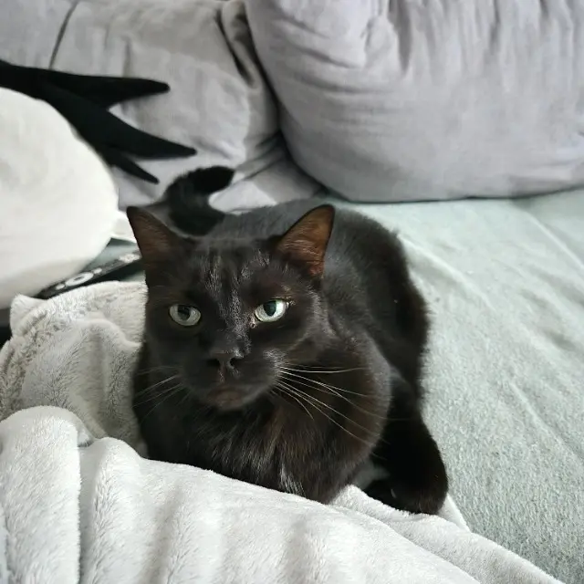 chatte lost   57510 Rémering-lès-Puttelange Bellatrix