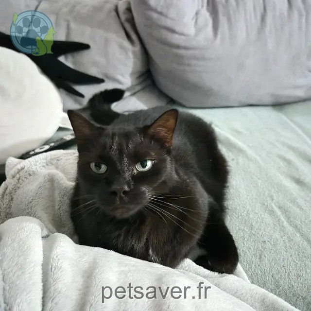 chatte perdue 57510 Rémering-lès-Puttelange Bellatrix chatte lost 57510 Rémering-lès-Puttelange Bellatrix