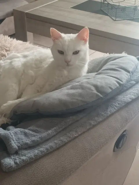 chatte lost   57400 Haut-Clocher Blanc blanc