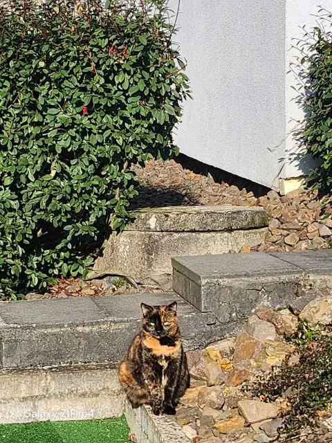 chatte lost   57200 Sarreguemines Ca