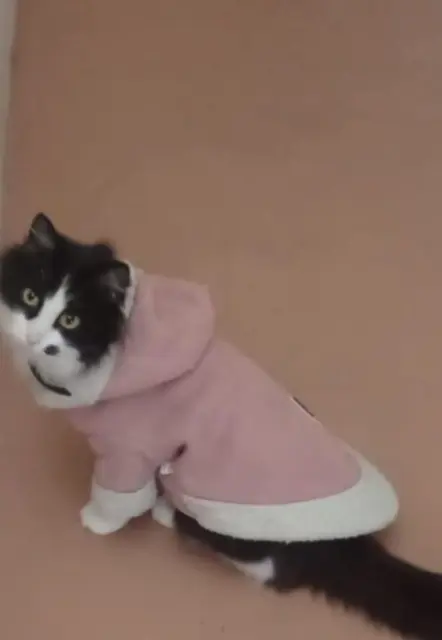 chatte lost   57800 Freyming-Merlebach Cardia