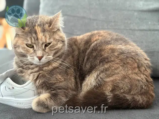 kat lost 57690 Créhange Chanie