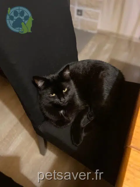 chatte lost 57420 Fleury Charme