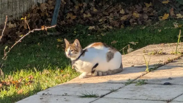 chatte lost   57120 Rombas Chi