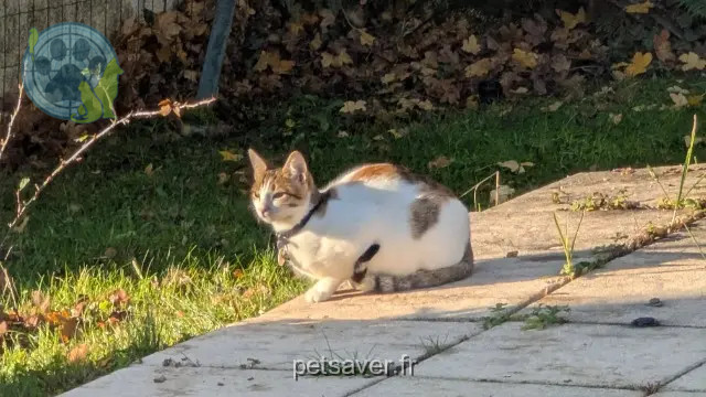 chatte perdue 57120 Rombas Chi chatte lost 57120 Rombas Chi