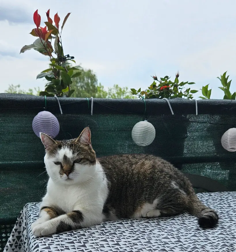 Chatte Perdue 57 Moselle - Chrystal Chatte Perdue 57 Moselle - Chrystal