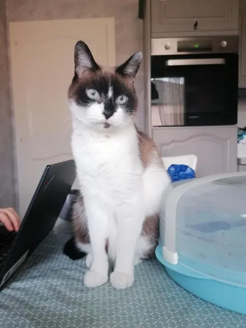 chatte lost   57690 Créhange eden