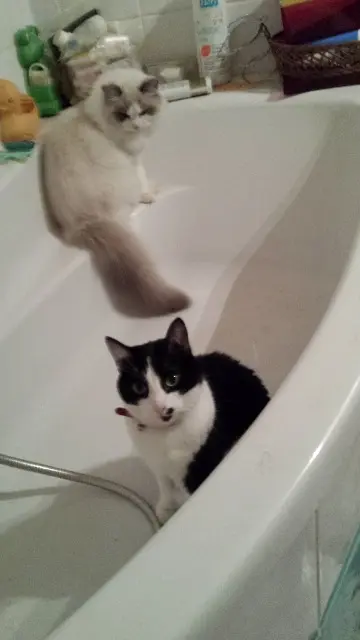 chatte lost   57680 Novéant-sur-Moselle ETOILE