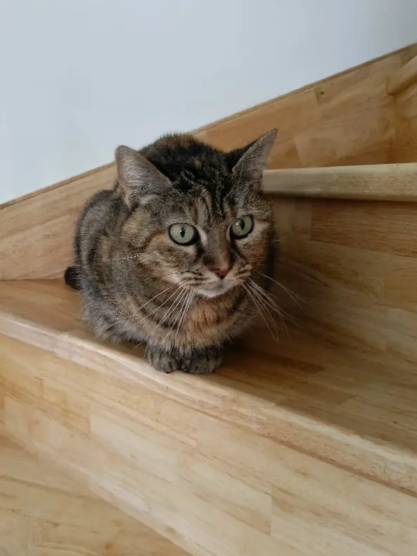 Chatte Perdue 57 Moselle Chatte Perdue 57 Moselle