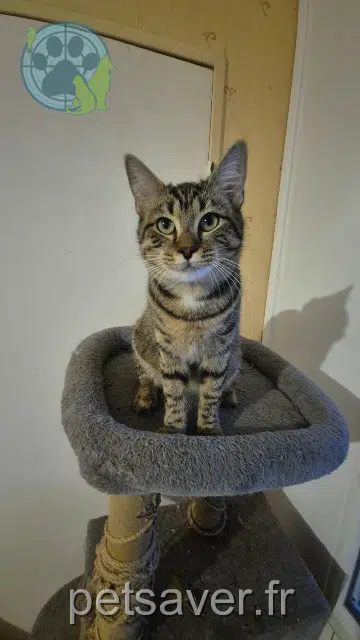 chatte lost   57150 Creutzwald Fifi