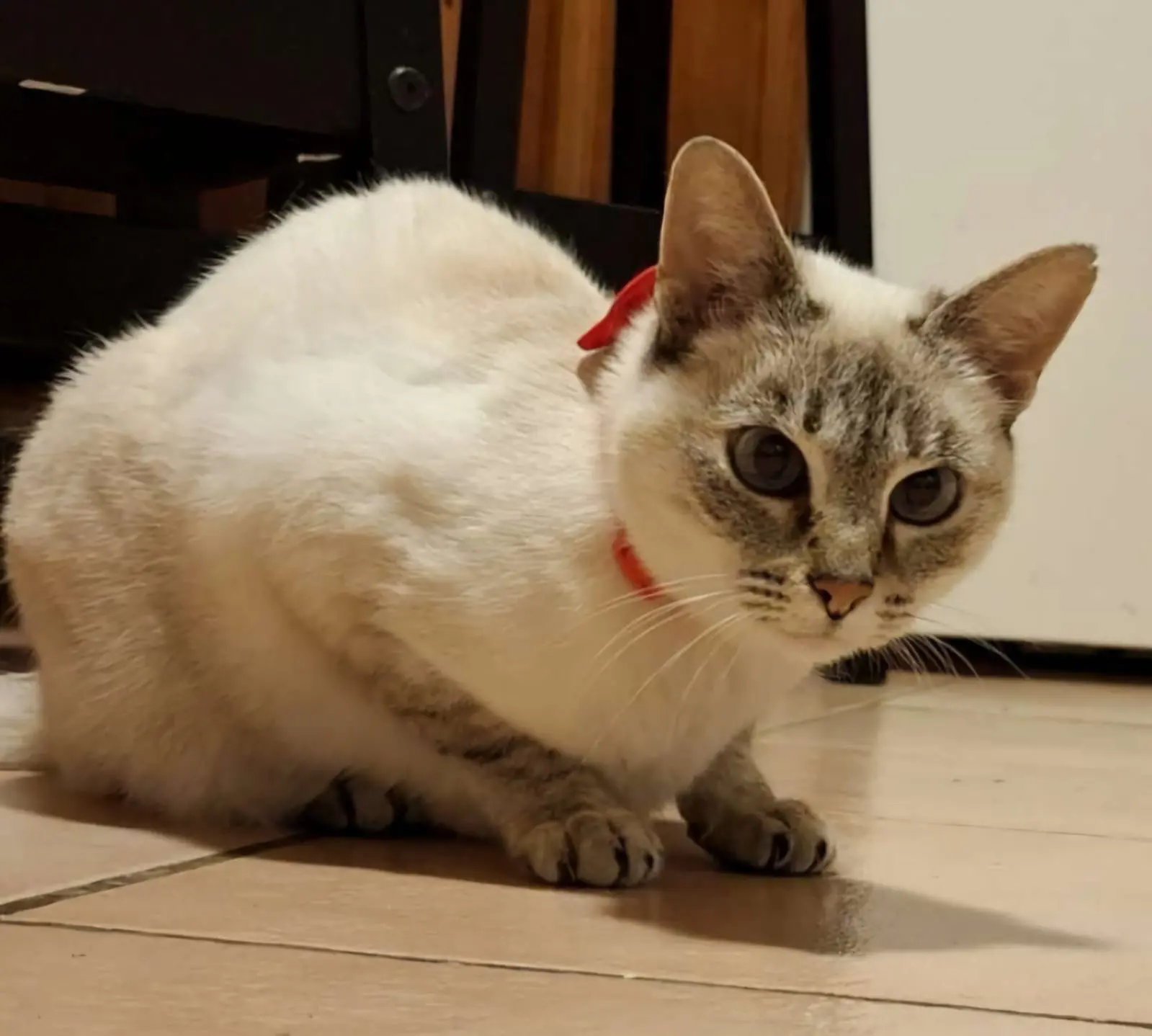 Chatte Perdue 57 Moselle - Fifi Chatte Perdue 57 Moselle - Fifi