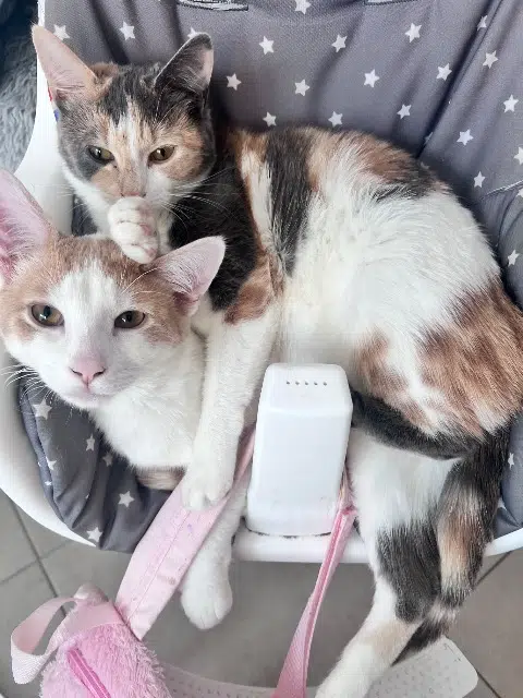 chatte lost   57155 Marly Jumpy