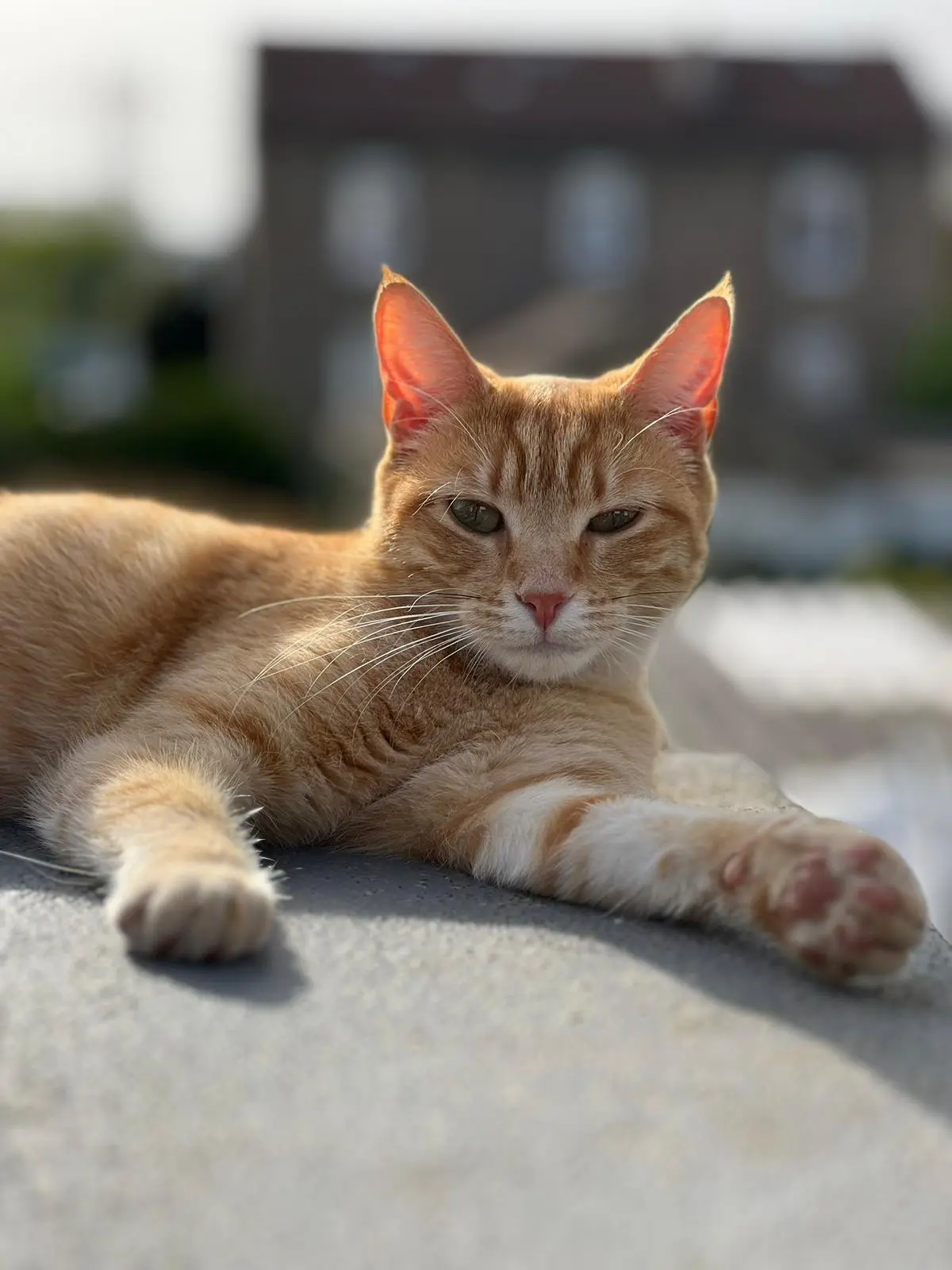 Chatte Perdue 57 Moselle - Kiara Chatte Perdue 57 Moselle - Kiara