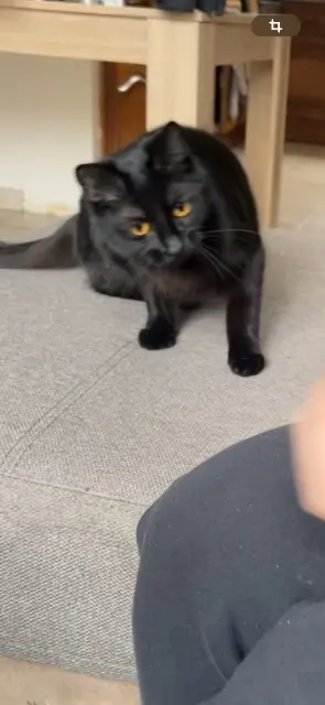 chatte lost   57320 Ébersviller Kiara