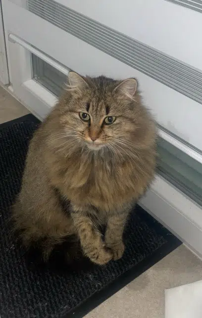 chatte lost   57730 Valmont Kitsu