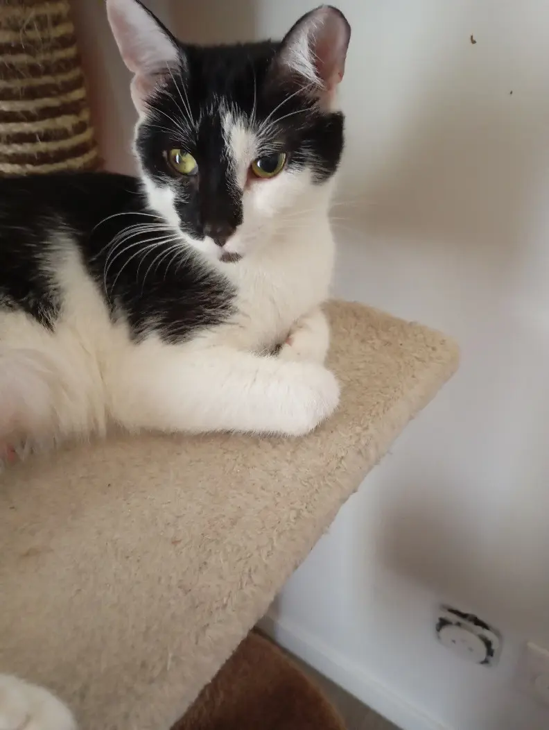 Chatte Perdue 57 Moselle - Laya Chatte Perdue 57 Moselle - Laya