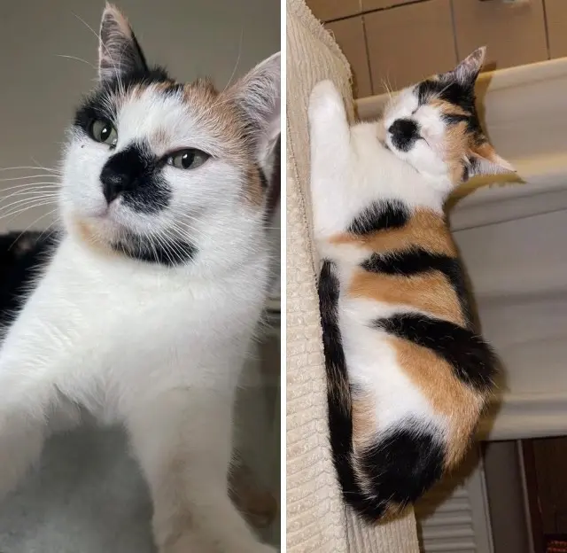 chatte lost   57455 Seingbouse Laydi