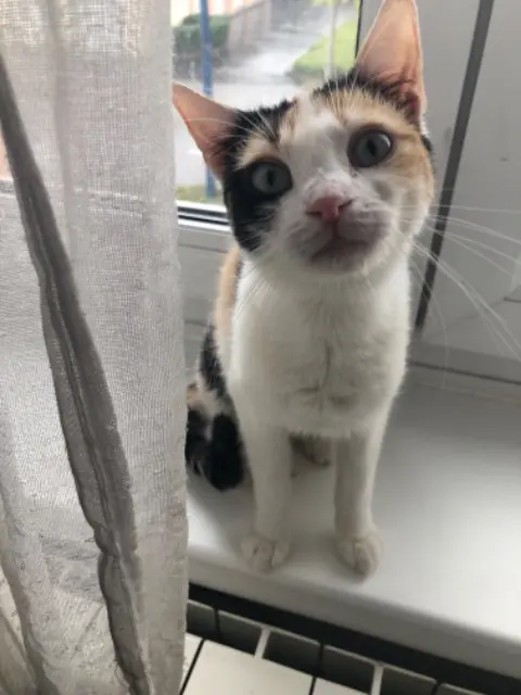 chatte lost   57300 Hagondange Lila