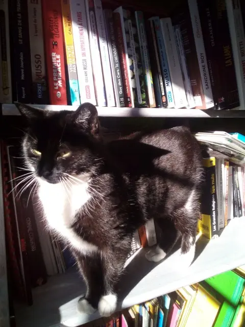 chatte lost   57580 Rémilly LILI
