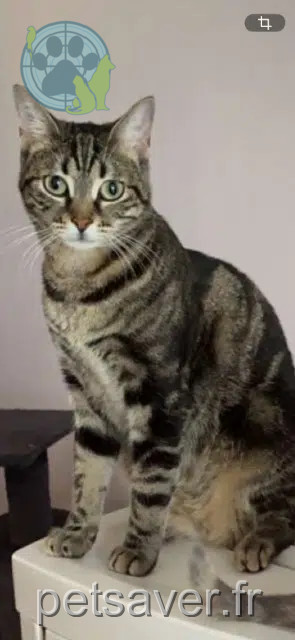 gata lost   57460 Behren-lès-Forbach Loky
