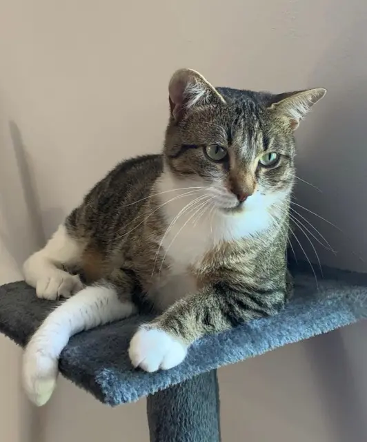 cat lost 57050 Longeville-lès-Metz Luna cat lost 57050 Longeville-lès-Metz Luna