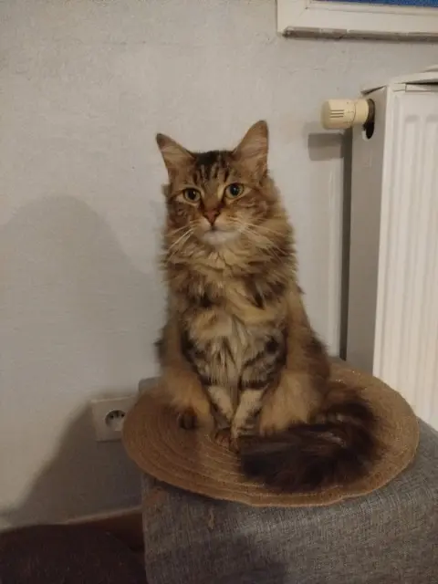chatte lost   57850 Dabo Luna