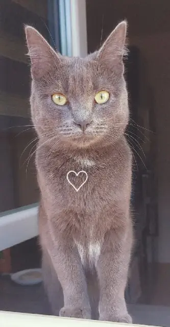 chatte lost   57700 Hayange Luna