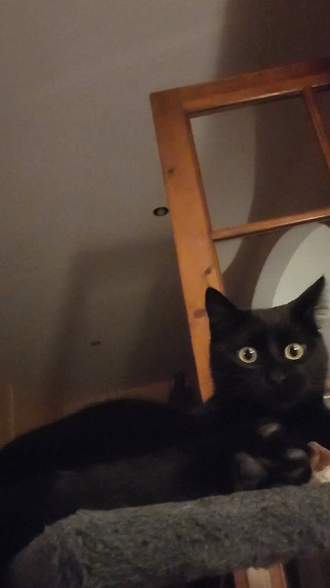 chatte lost   57540 Petite-Rosselle Maya