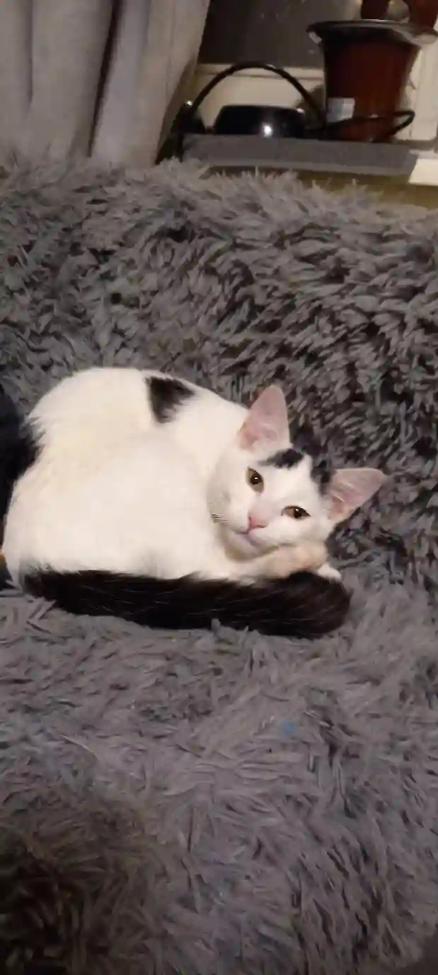 Chatte Perdue 57 Moselle Metz - Booh Chatte Perdue 57 Moselle Metz - Booh