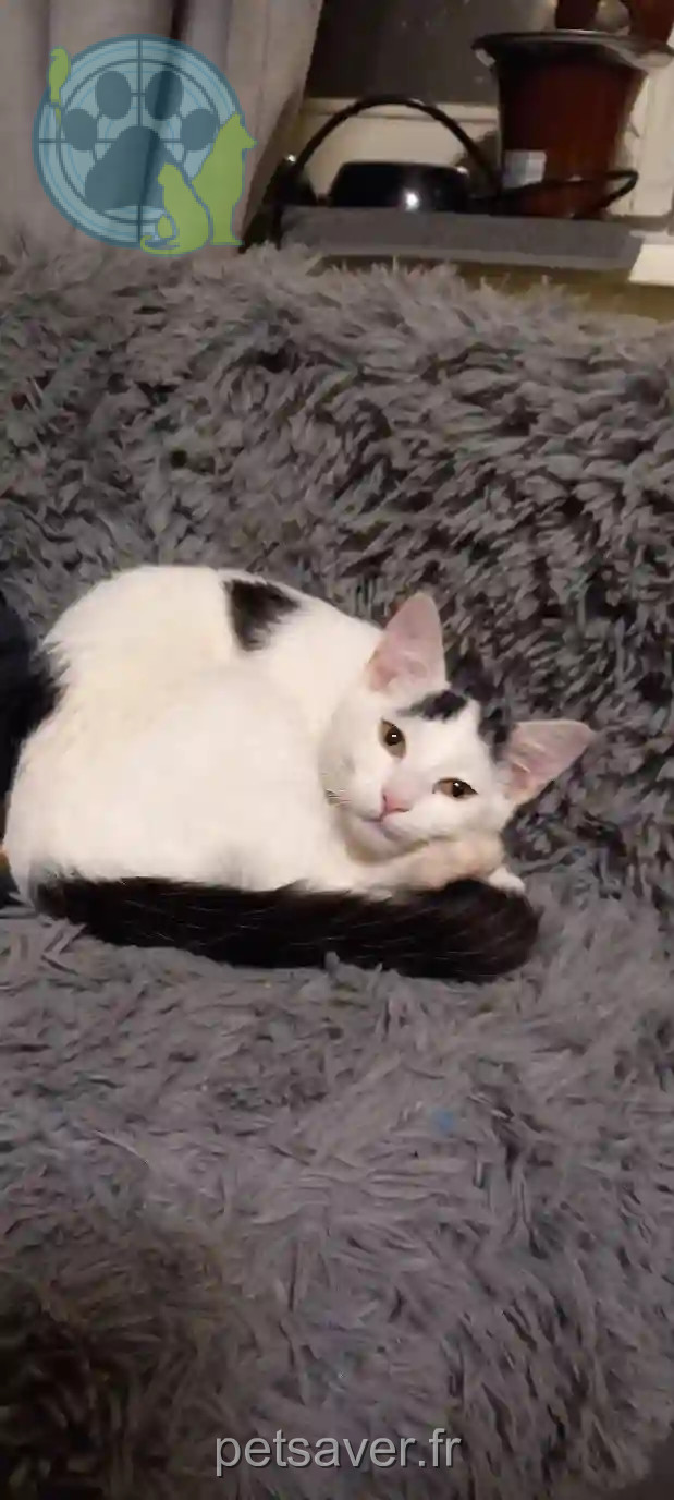 Chatte Perdue 57 Moselle Metz - Booh Chatte Perdue 57 Moselle Metz - Booh