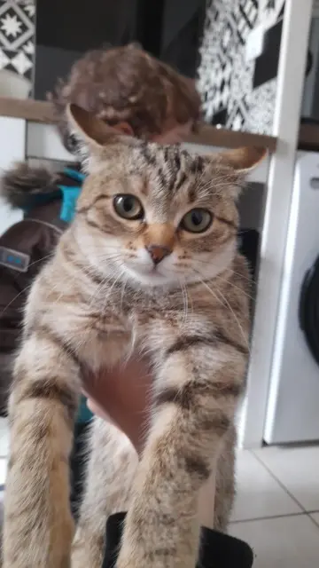 chatte lost    Metz Lilo
