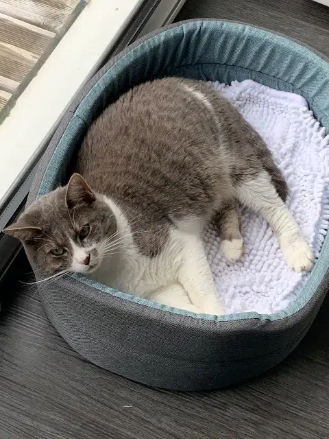 chatte lost    Metz Mia