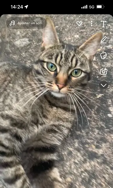 chatte lost    Metz Nairobi