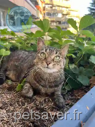 Chatte Perdue 57 Moselle Metz - Nioky Chatte Perdue 57 Moselle Metz - Nioky