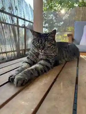 Chatte Perdue 57 Moselle Metz - Noisette Chatte Perdue 57 Moselle Metz - Noisette