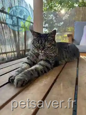Chatte Perdue 57 Moselle Metz - Noisette Chatte Perdue 57 Moselle Metz - Noisette