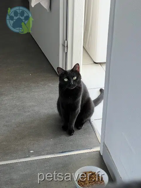 chatte lost    Metz Nox