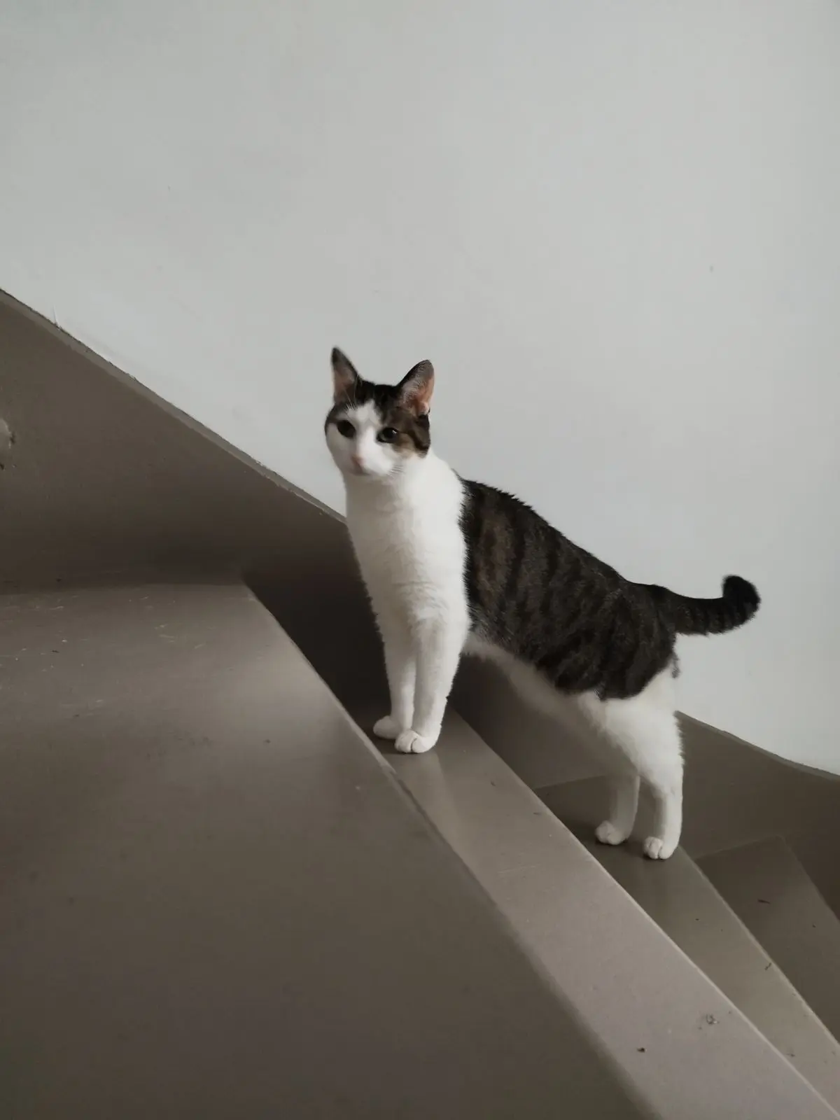 chatte lost    Metz Oz'Iris