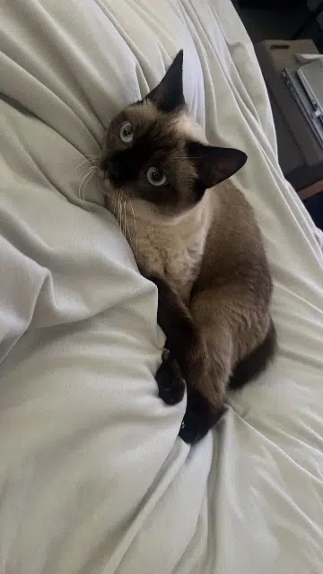 chatte lost    Metz Tsuki